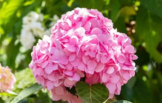 Hydrangea macr.'Endless Summer', rosa