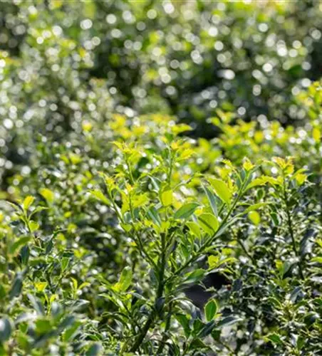 Ilex aquif.'Pyramidalis'