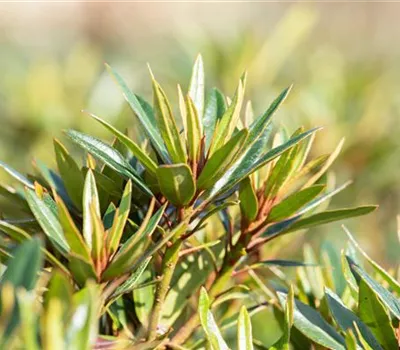 Rhododendron ponticum 'Graziella' III