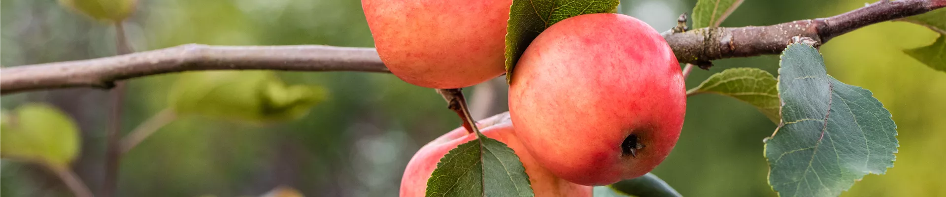 Malus domestica 'Redlove® Lollipop®' Malus domestica 'Redlove® Lollipop®'