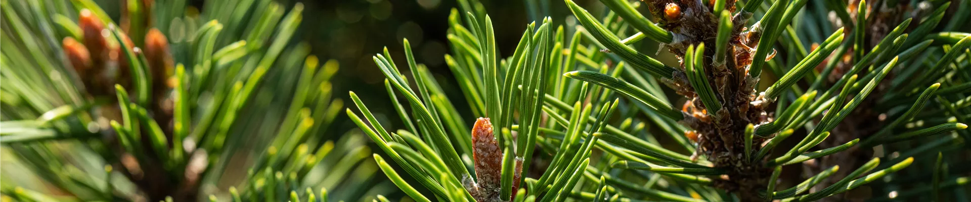Koniferen-Nadeln Koniferen-Nadeln