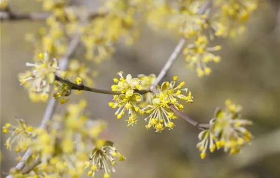 Beliebte Laubgehölze sind der Blickfang eines jeden Gartens Beliebte Laubgehölze sind der Blickfang eines jeden Gartens