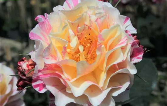 Edelrose 'Maurice Utrillo'® Edelrose 'Maurice Utrillo'®