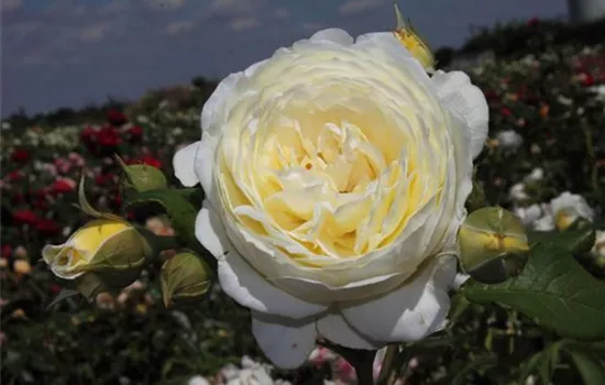 Strauchrose 'Claire Austin'® Strauchrose 'Claire Austin'®