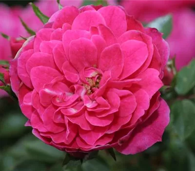 Zwergrose 'Hobby'® Zwergrose 'Hobby'®