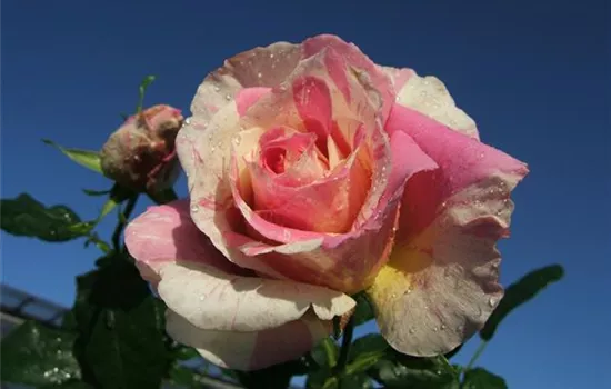 Edelrose 'Claude Monet'® Edelrose 'Claude Monet'®