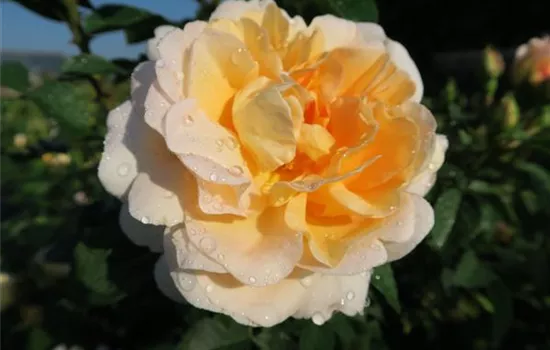 Edelrose 'Amélie Nothomb'® Edelrose 'Amélie Nothomb'®