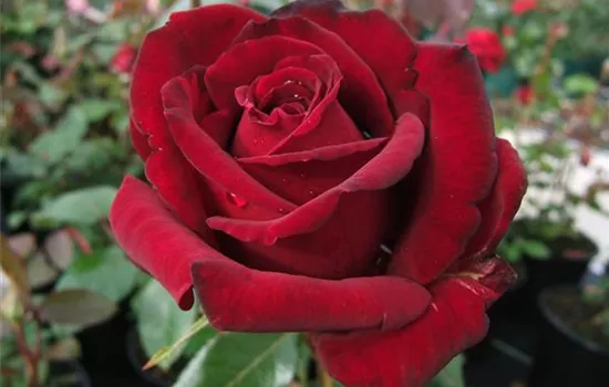 Edelrose 'Ingrid Bergmann'® Edelrose 'Ingrid Bergmann'®