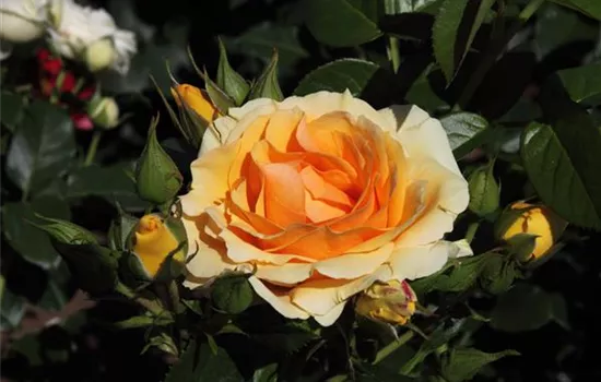 Beetrose 'Hansestadt Rostock'® Beetrose 'Hansestadt Rostock'®