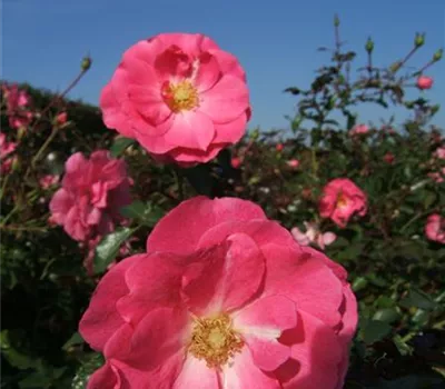 Bodendeckerrose 'Mirato'® Bodendeckerrose 'Mirato'®