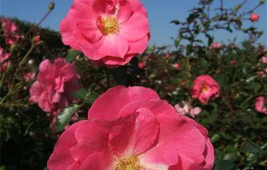 Bodendeckerrose 'Mirato'® Bodendeckerrose 'Mirato'®