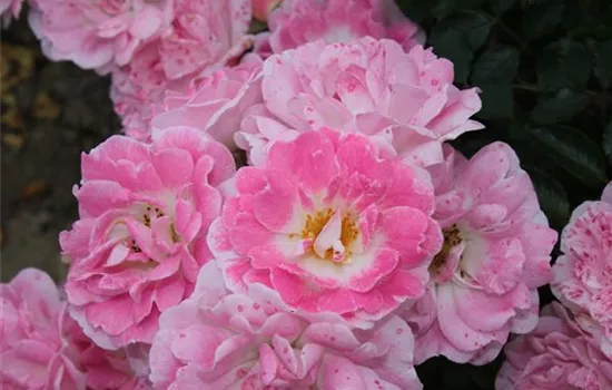 Zwergrose 'Flirt 2011'® Zwergrose 'Flirt 2011'®