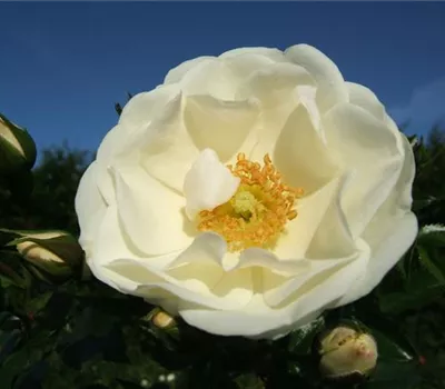 Beetrose 'Innocencia'® Beetrose 'Innocencia'®