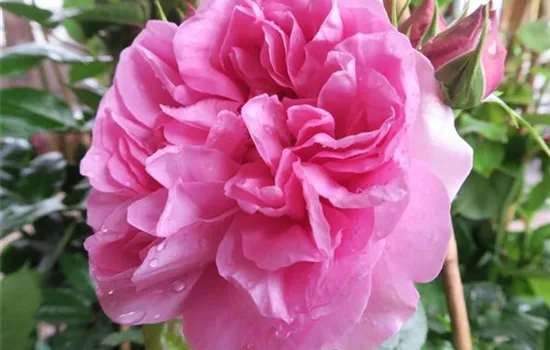 Edelrose 'Pompadour'® Edelrose 'Pompadour'®