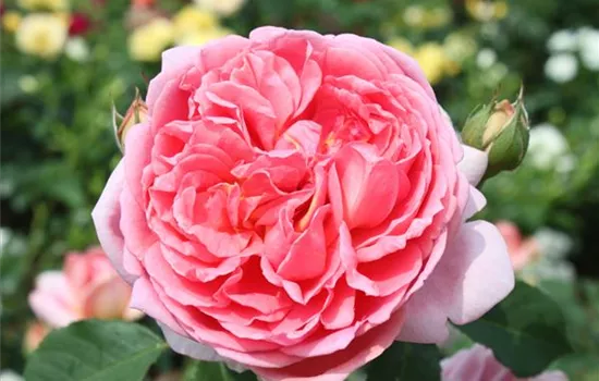 Strauchrose 'Boscobel'® Strauchrose 'Boscobel'®