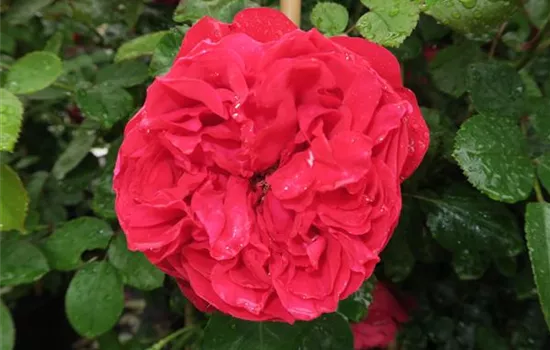 Kletterrose 'Florentina'® Kletterrose 'Florentina'®