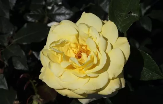 Edelrose 'Limona'® Edelrose 'Limona'®