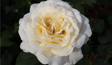 Rosa 'Anastasia'®