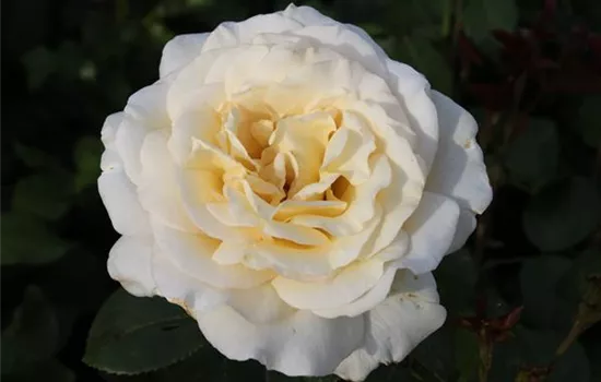 Edelrose 'Anastasia'® Edelrose 'Anastasia'®