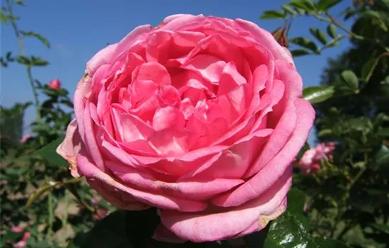 Strauchrose 'La Rose de Molinard'