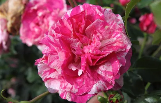 Kletterrose 'Colibri Farbfestival'® Kletterrose 'Colibri Farbfestival'®