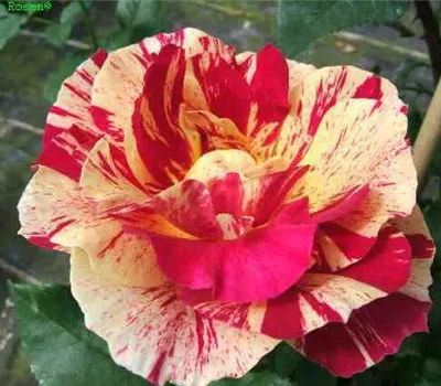 Beetrose 'Edgar Degas'® Beetrose 'Edgar Degas'®