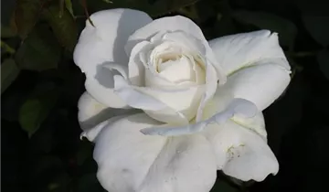 Rosa 'Annapurna'®