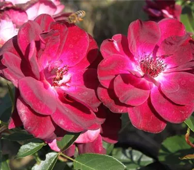 Beetrose 'Burgundy Iceberg'® Beetrose 'Burgundy Iceberg'®