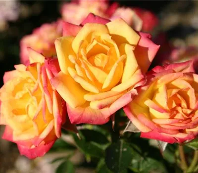 Zwergrose 'Little Sunset'® Zwergrose 'Little Sunset'®