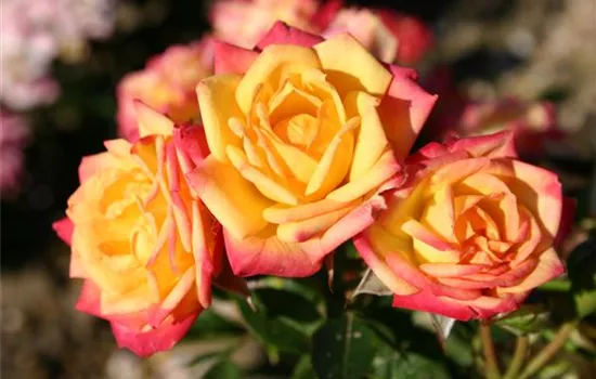 Zwergrose 'Little Sunset'® Zwergrose 'Little Sunset'®
