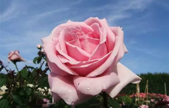 Edelrose 'Frederic Mistral'® Edelrose 'Frederic Mistral'®