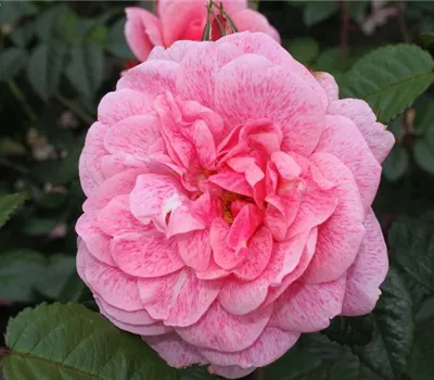 Kletterrose 'Camelot'®