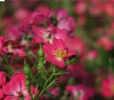 Zwergrose 'Lupo'® Zwergrose 'Lupo'®