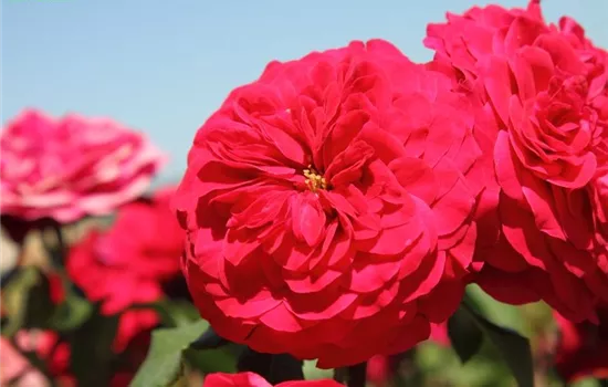 Beetrose 'Rouge Meilove'® Beetrose 'Rouge Meilove'®