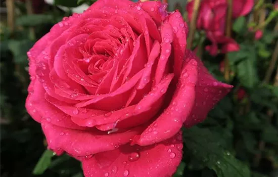 Edelrose 'Johann Wolfgang von Goethe Rose'® Edelrose 'Johann Wolfgang von Goethe Rose'®