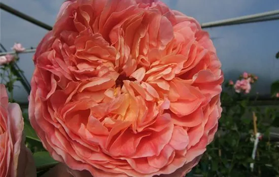 Kletterrose 'Papi Delbard'® Kletterrose 'Papi Delbard'®