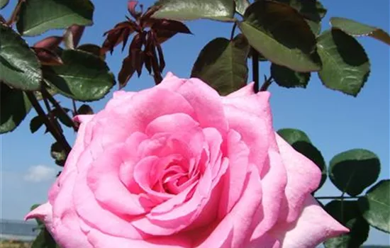 Edelrose 'Beverly'® Edelrose 'Beverly'®