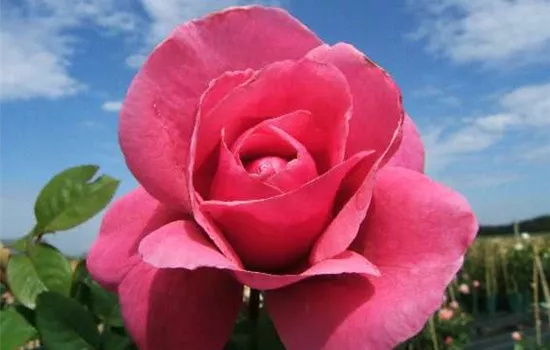 Edelrose 'Elbflorenz'® Edelrose 'Elbflorenz'®