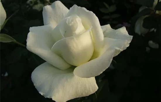 Edelrose 'Roy Black'® Edelrose 'Roy Black'®