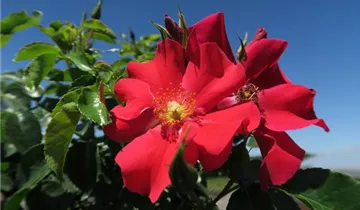 Rosa 'Alexander von Humboldt'®(s)