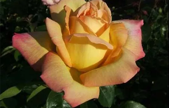 Edelrose 'Peace' Edelrose 'Peace'