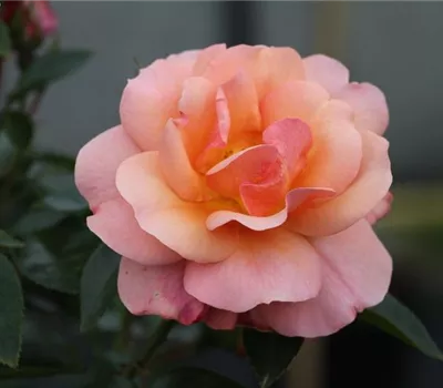 Beetrose 'Aprikola'® Beetrose 'Aprikola'®