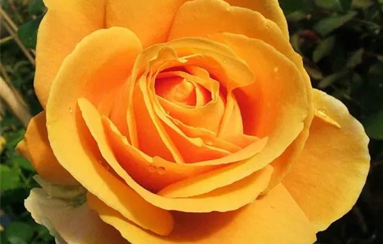 Edelrose 'Candlelight'® Edelrose 'Candlelight'®