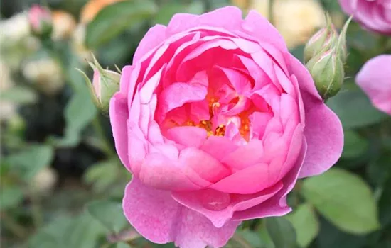 Strauchrose 'Royal Jubilee'® Strauchrose 'Royal Jubilee'®