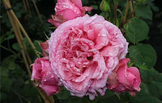 Kletterrose 'Bienvenue'® Kletterrose 'Bienvenue'®