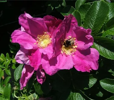 Apfel-Rose Apfel-Rose