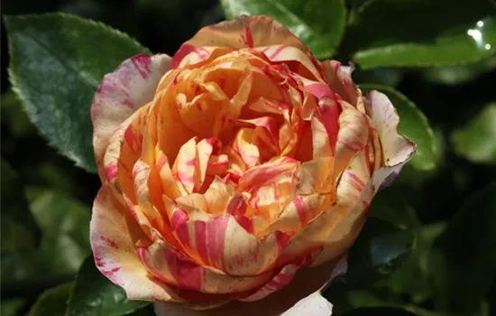 Kletterrose 'Julie Andrieu'®