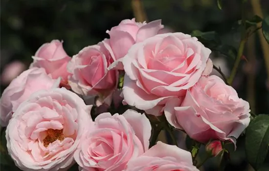 Kletterrose 'Billet Doux'® Kletterrose 'Billet Doux'®