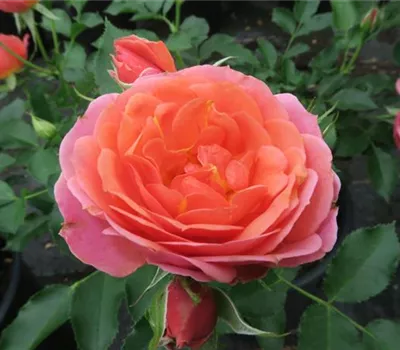 Zwergrose 'Mandarin'® Zwergrose 'Mandarin'®