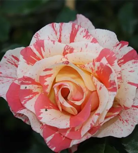 Beetrose 'Alfred Sisley'® Beetrose 'Alfred Sisley'®